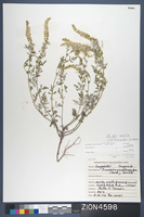 Herbarium Specimen Sheet 4598