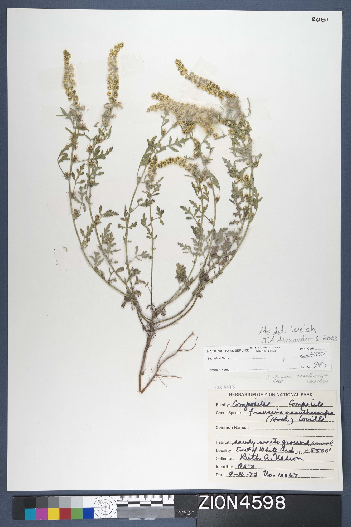 Herbarium Specimen Sheet 4598