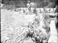 Close up of willow 'spider' jetties near Union Pacific Sewer farm. Upper end well-silted, lower end needs additional treatment.