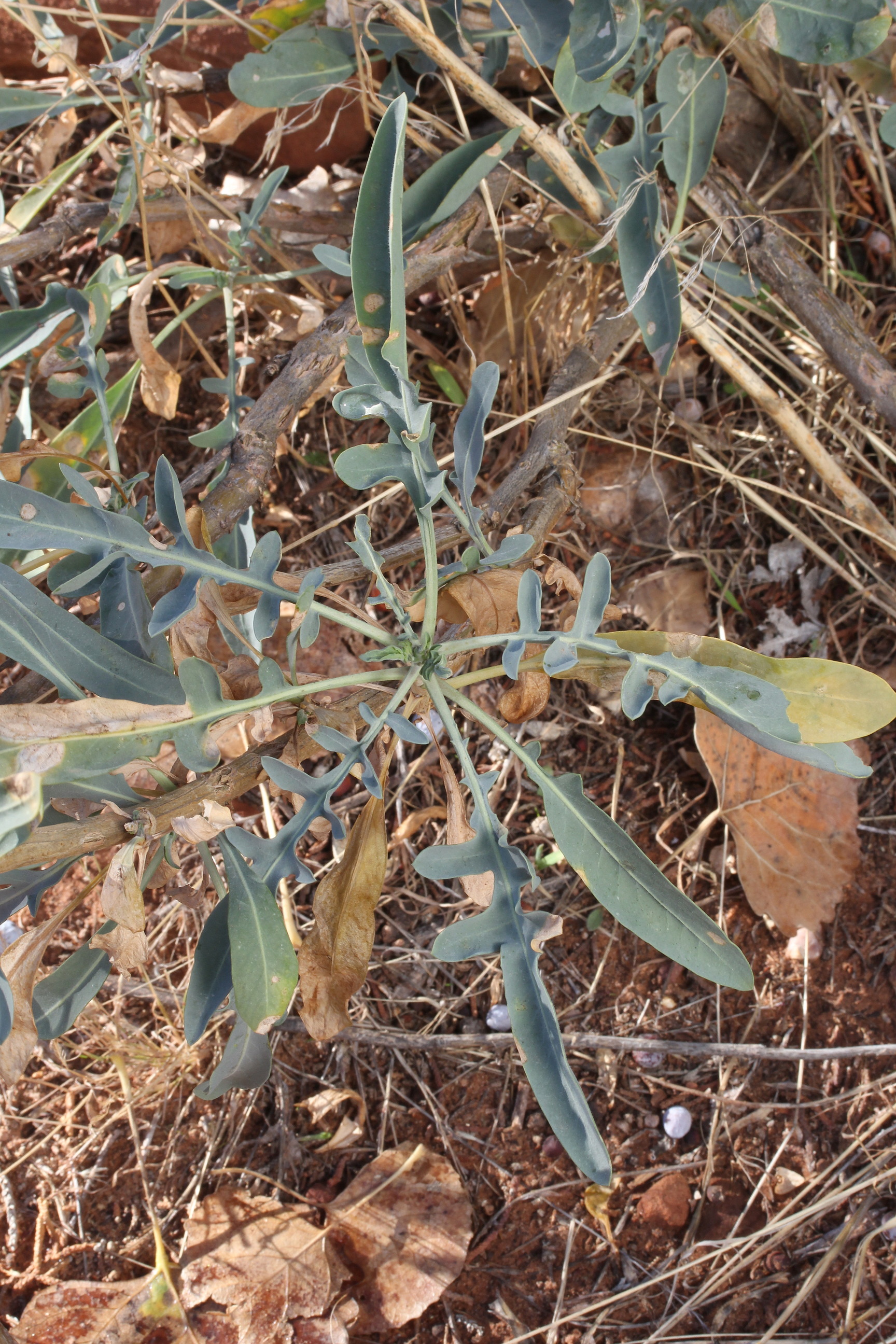 Stanleya pinnata, Prince's-plume