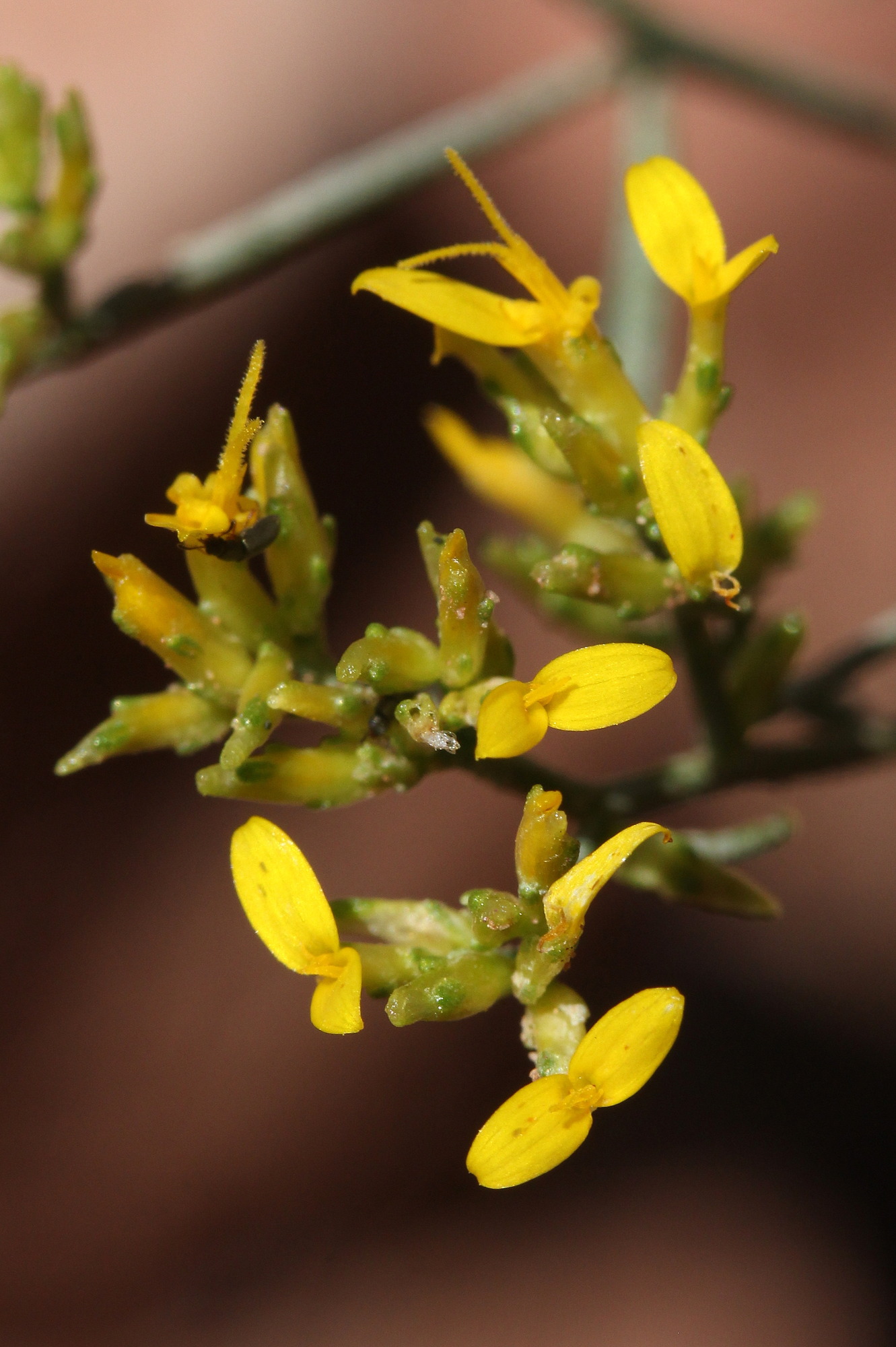 Gutierrezia microcephala, Thread snakeweed
