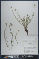 Herbarium Specimen Sheet 4743