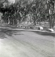 Tree lined road along the scenic canyon drive near the Grotto.