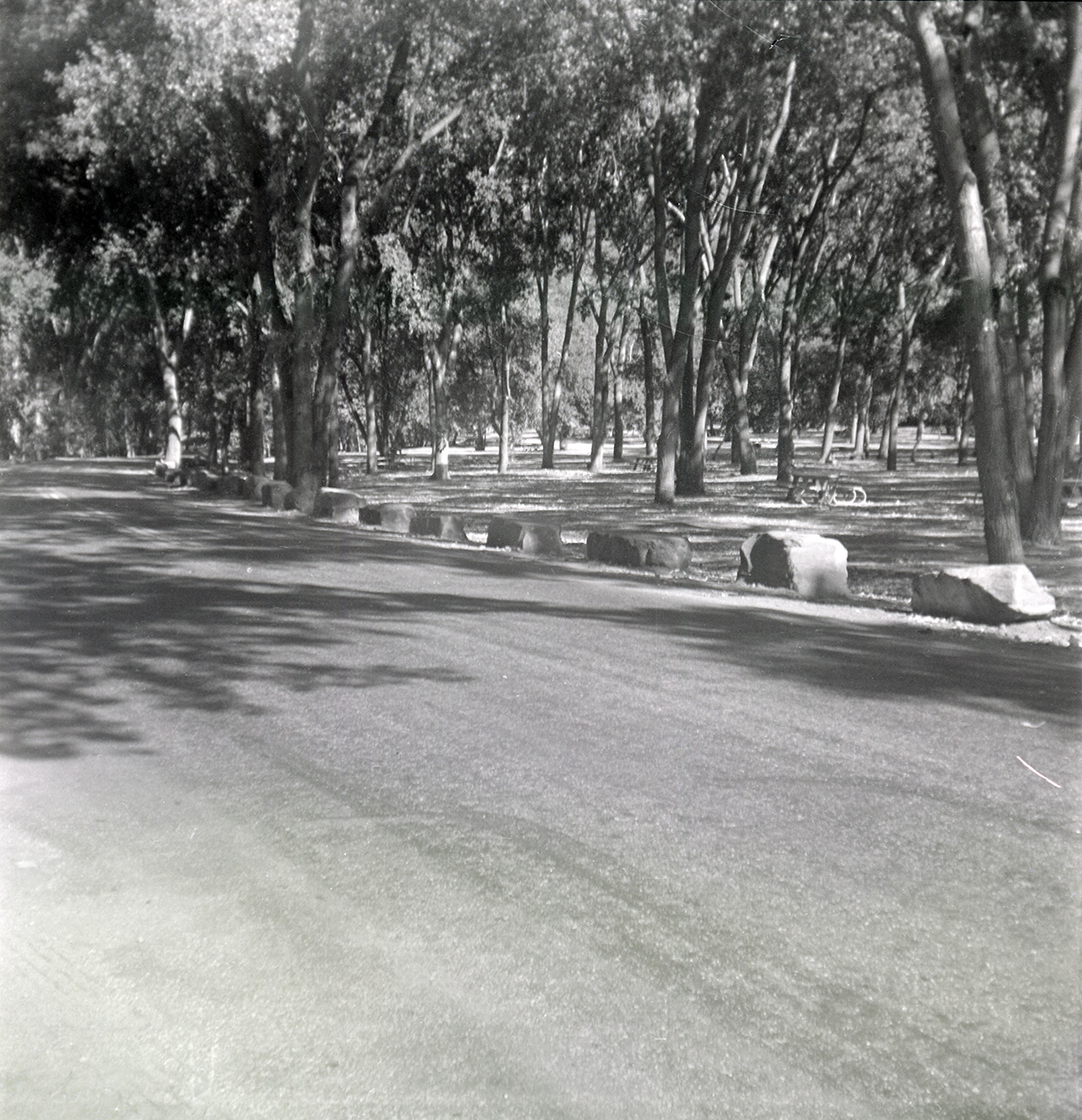 Tree lined road along the scenic canyon drive near the Grotto.