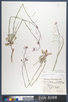 Herbarium Specimen Sheet 3268