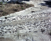 Color photos of mudflows and ripples.