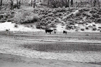 BW photo of the 1937 grazing study 35MM. Cows grazing in Hop Valley.