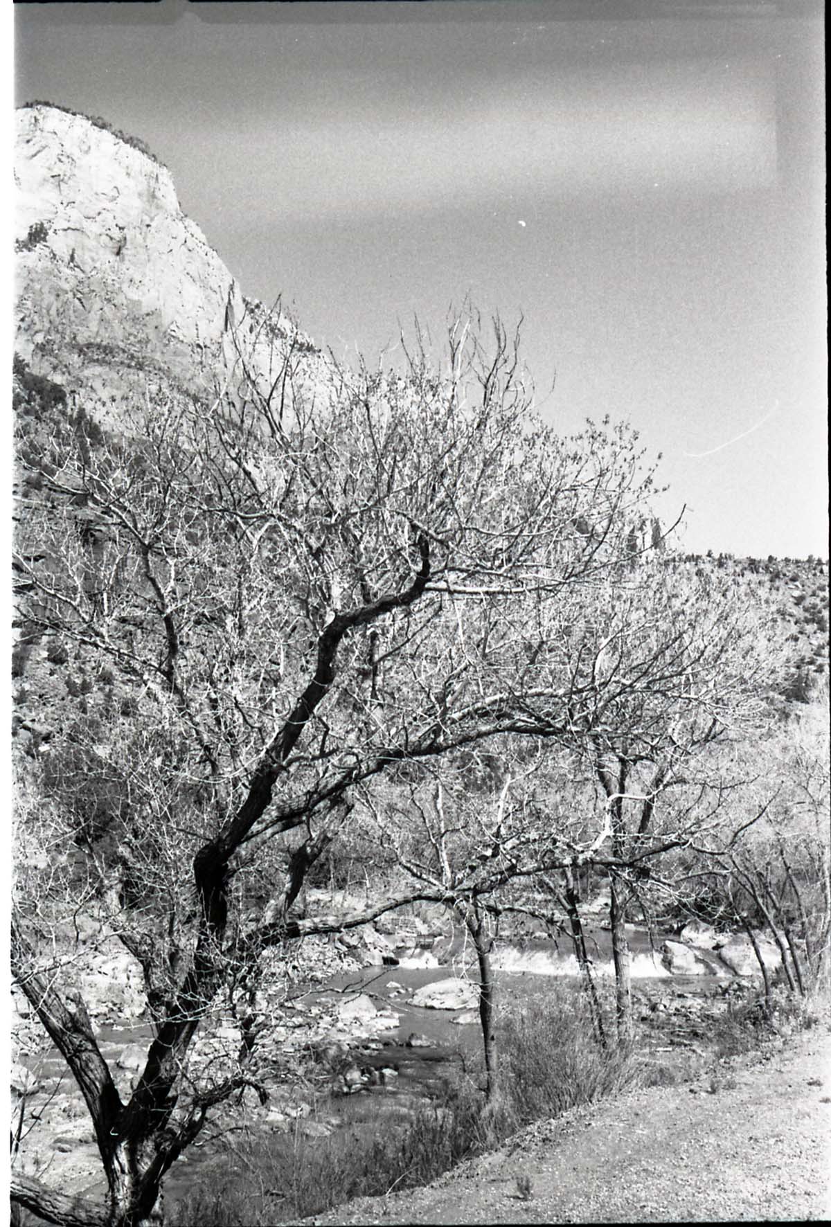 BW photos of trees. Virgin River in foreground.