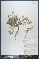 Herbarium Specimen Sheet 3672