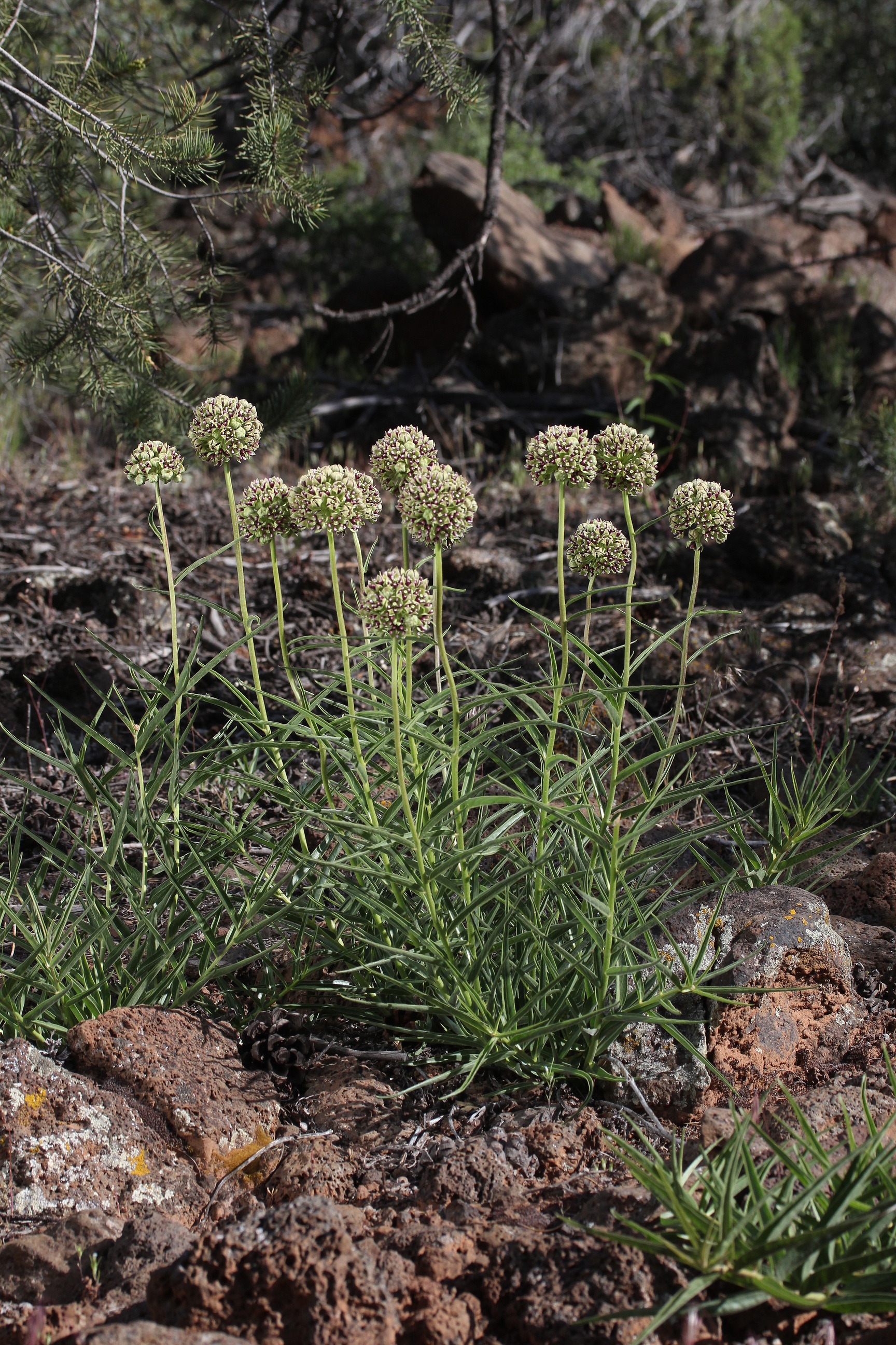 Asclepias asperula, Spider milkweed