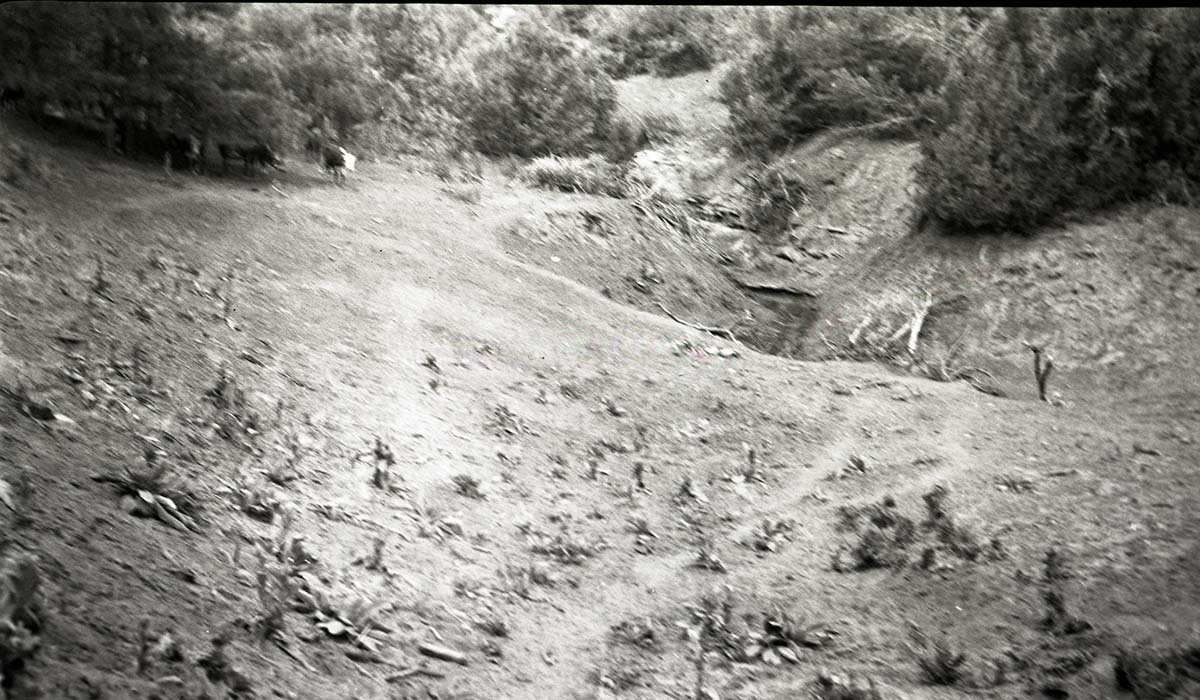 Cattle on severely overgrazed slope at Corral Hollow.