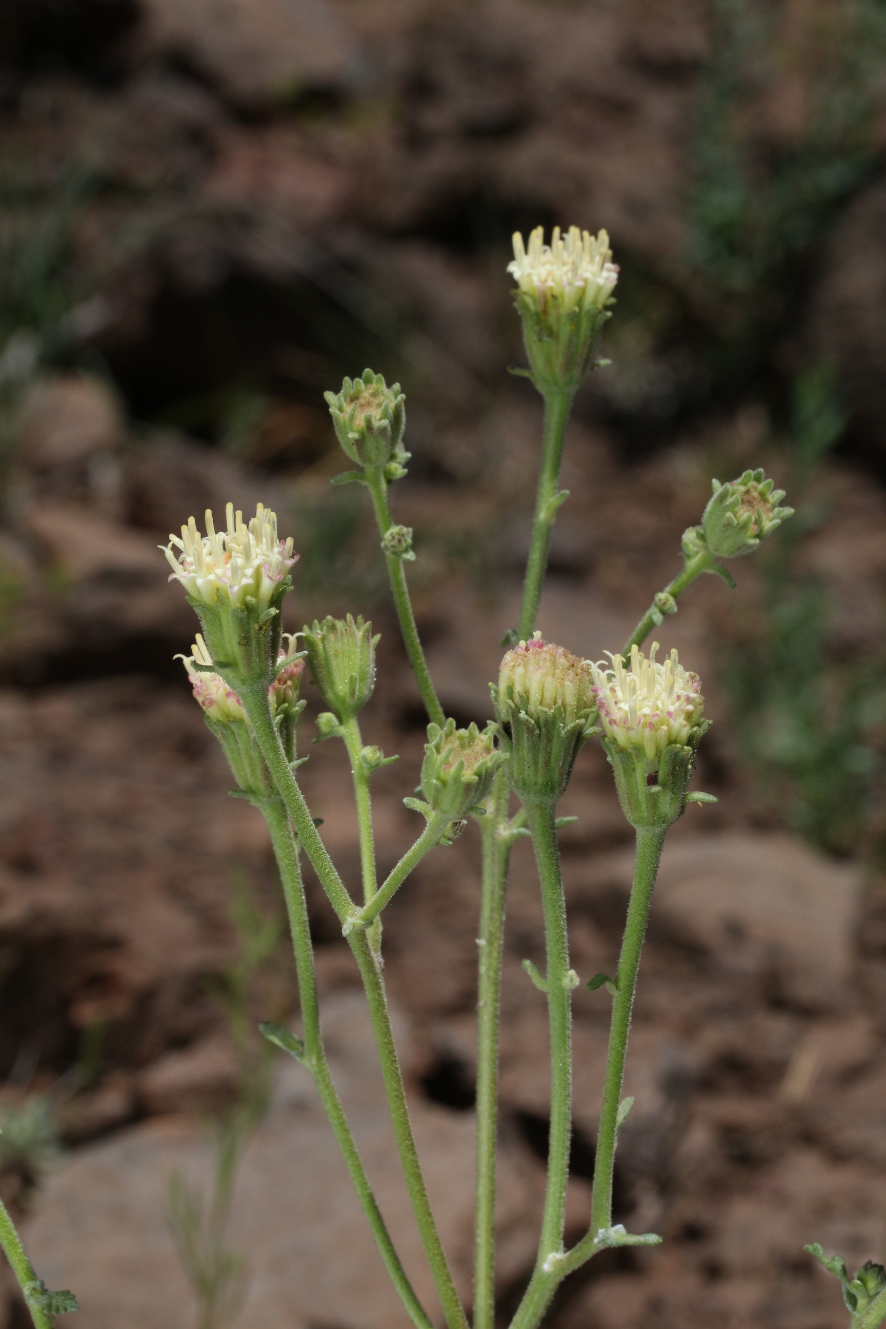 Chaenactis douglasii, Hoary dusty-maiden