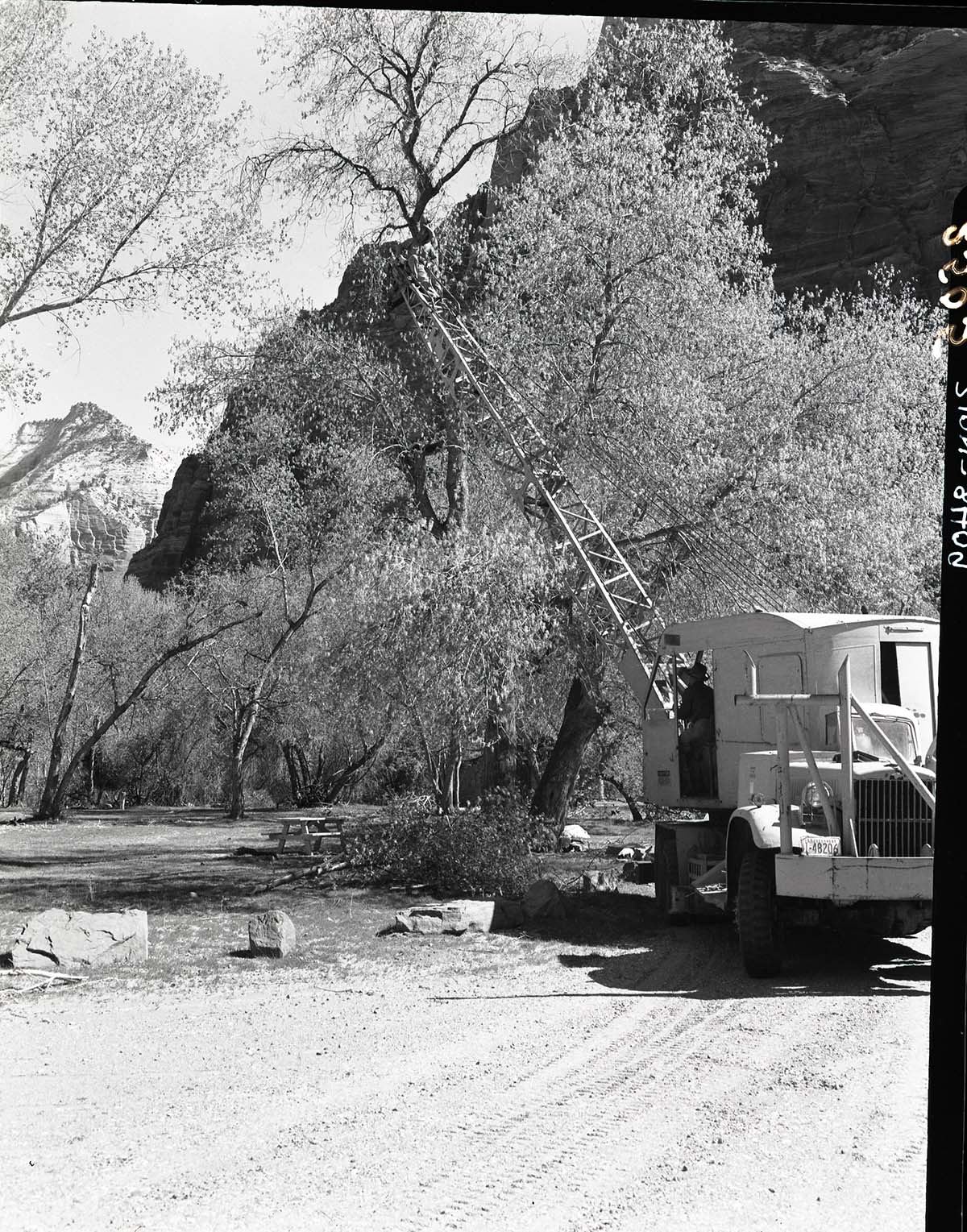 Crane being used in pruning cottonwoods in Grotto Campground.