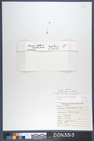 Herbarium Specimen Sheet 3313