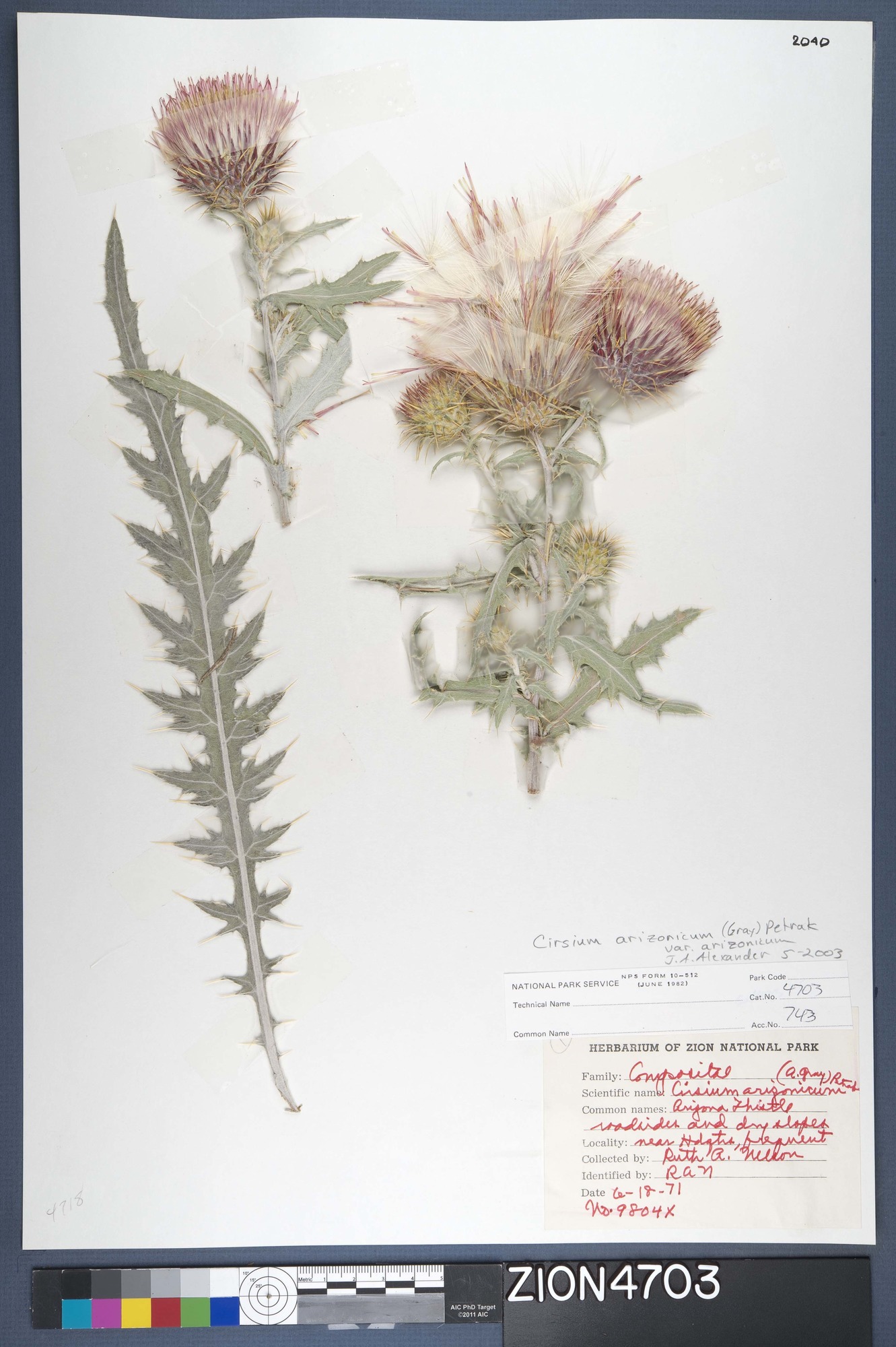 Herbarium Specimen Sheet 4703