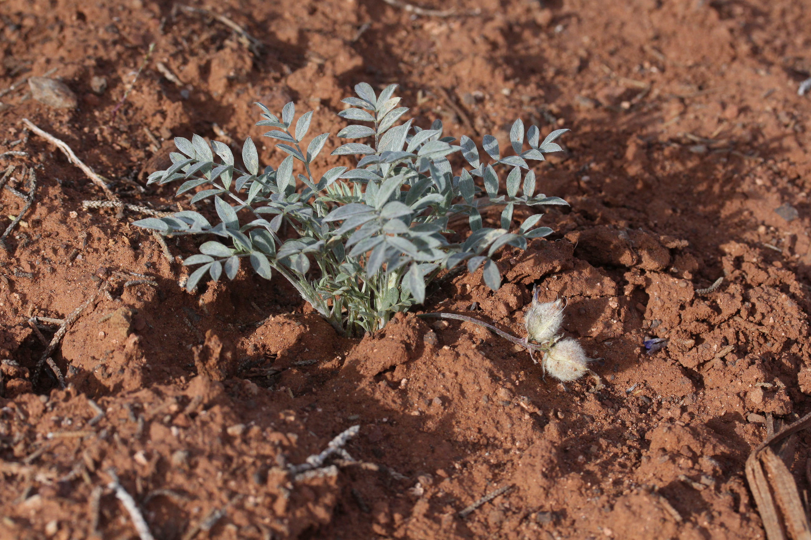 Astragalus concordius, Hairy-pod milkvetch
