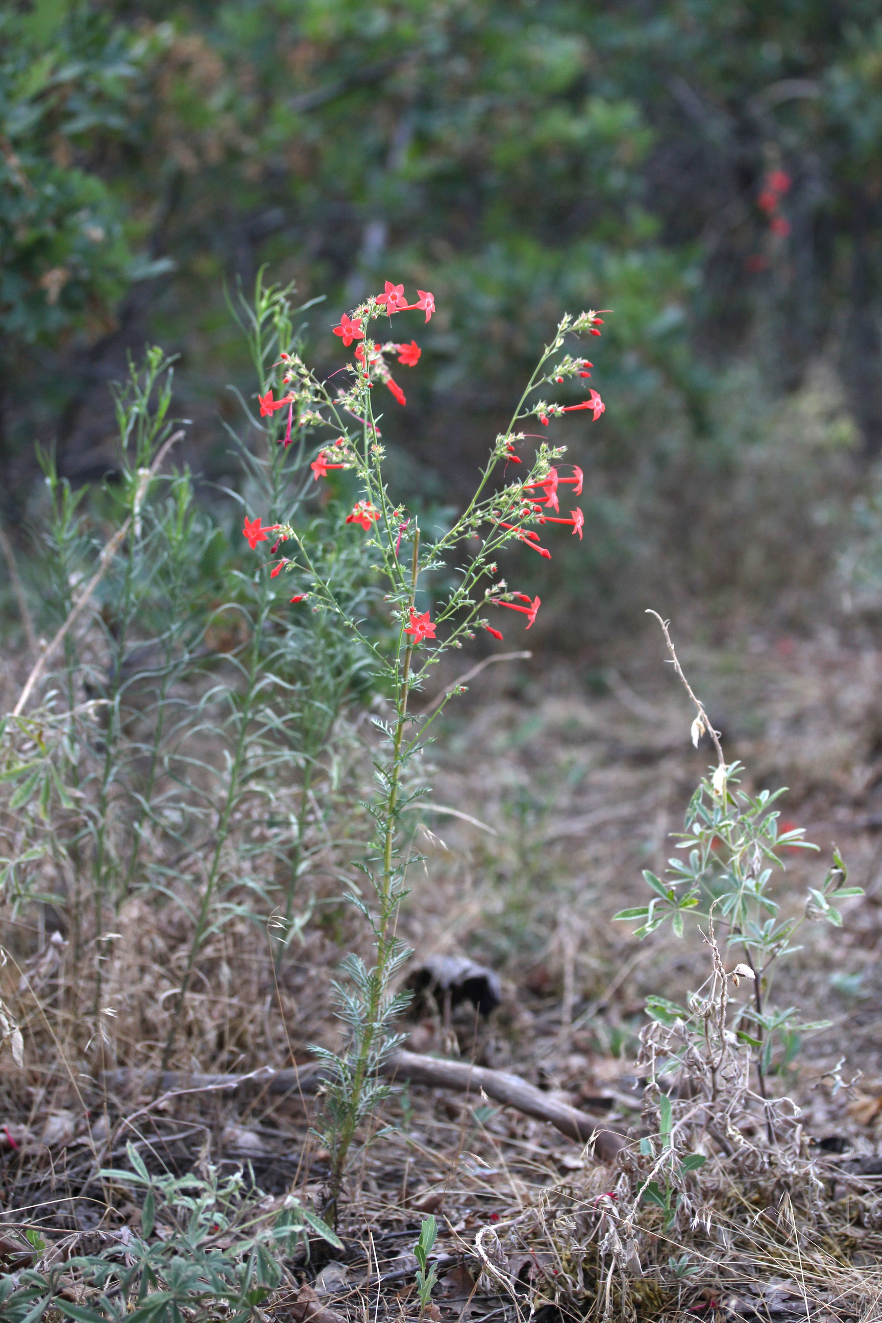 Ipomopsis aggregata, Scarlet gilia