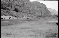 BW photo of the 1937 grazing study 35MM. Photo of cows grazing in Hop Valley.