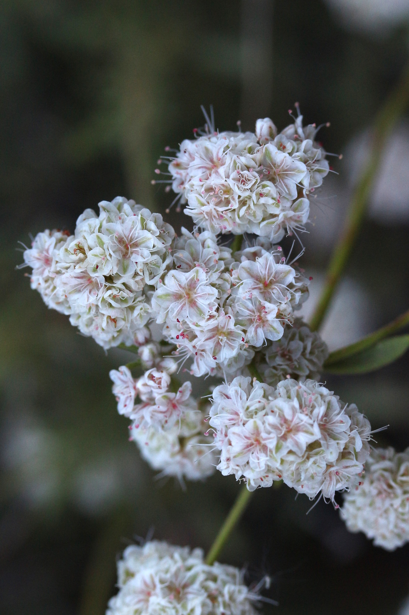 Eriogonum fasciculatum, Mojave wild buckwheat