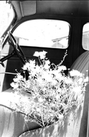 Complete specimen with leaves, branches, and flowers of Fallugia paradoxa, Apache plum.