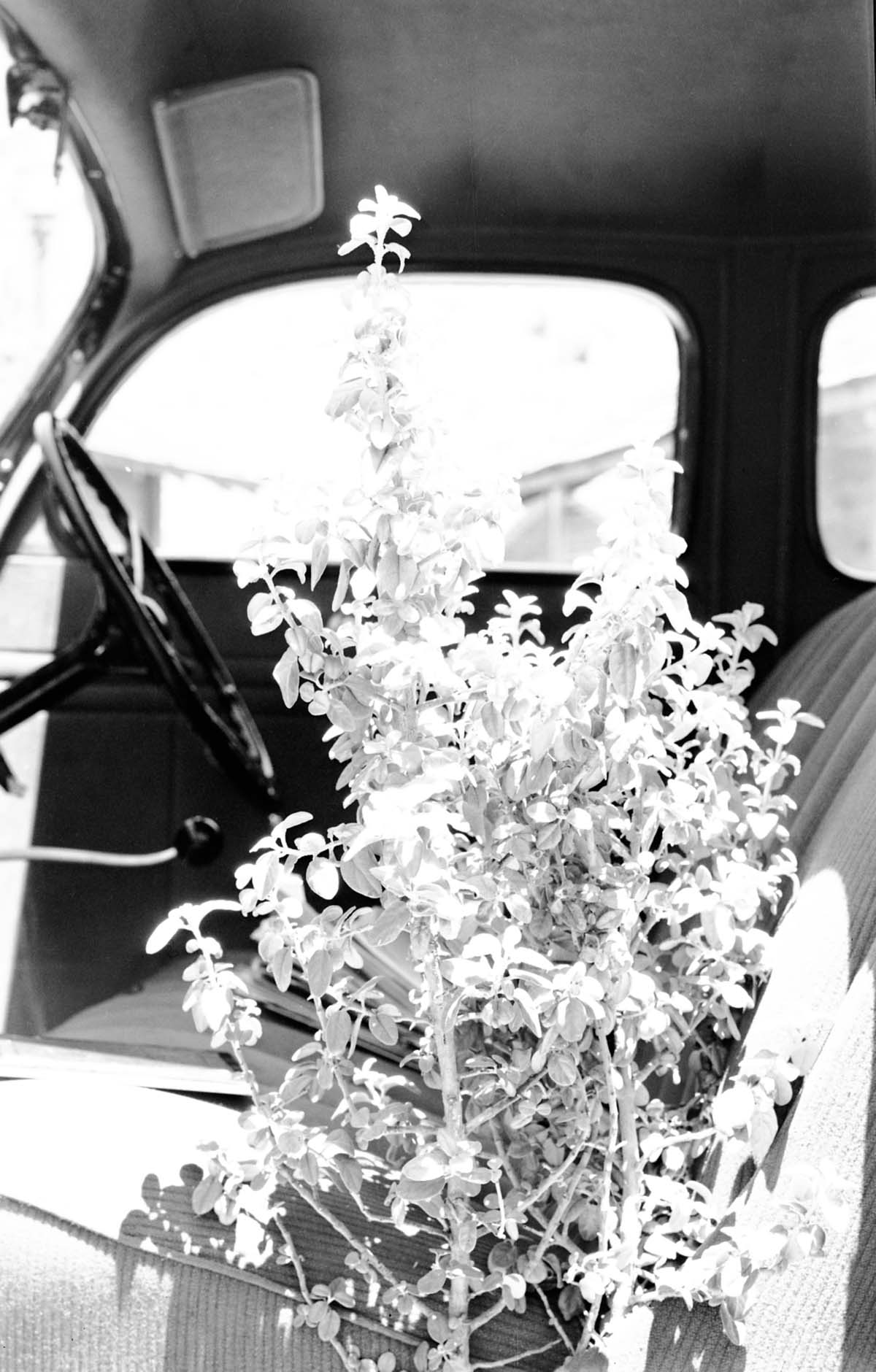Leaves and branches of Shepherdia rotundifolia.