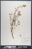 Herbarium Specimen Sheet 3668