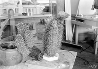 Real and artificial cacti made by Civilian Conservation Corps (CCC).