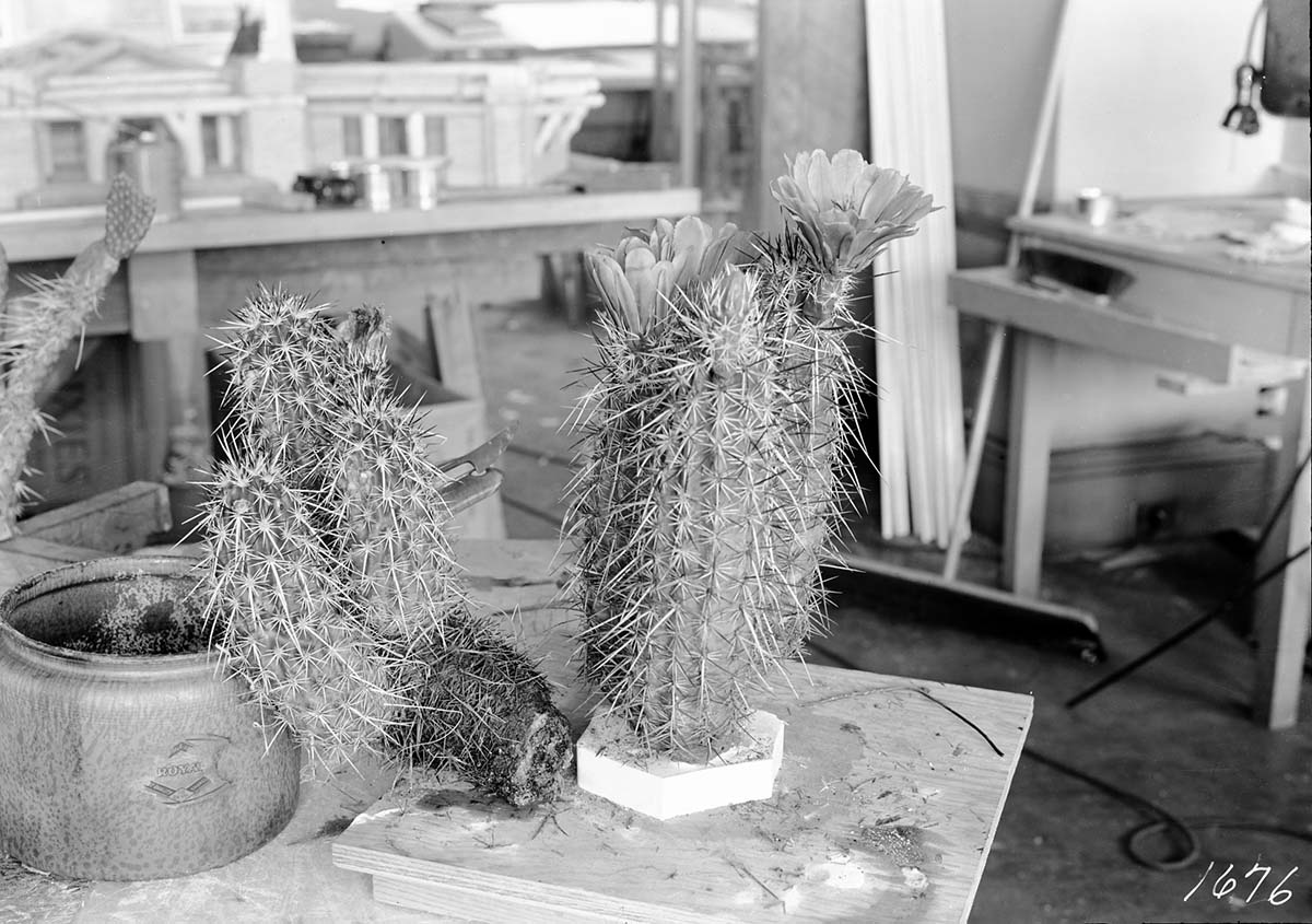 Real and artificial cacti made by Civilian Conservation Corps (CCC).