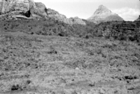 BW photo of the 1937 grazing study 35MM. Cleared land for grazing.