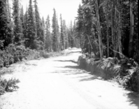 New road cut through forest, two cars parked in pullout area.