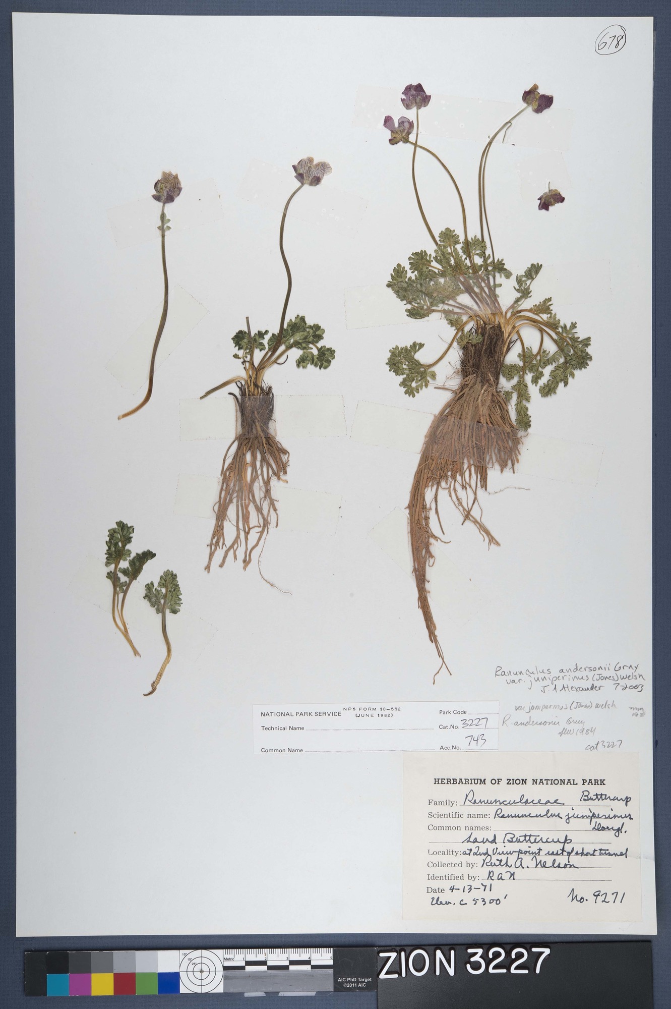 Herbarium Specimen Sheet 3227