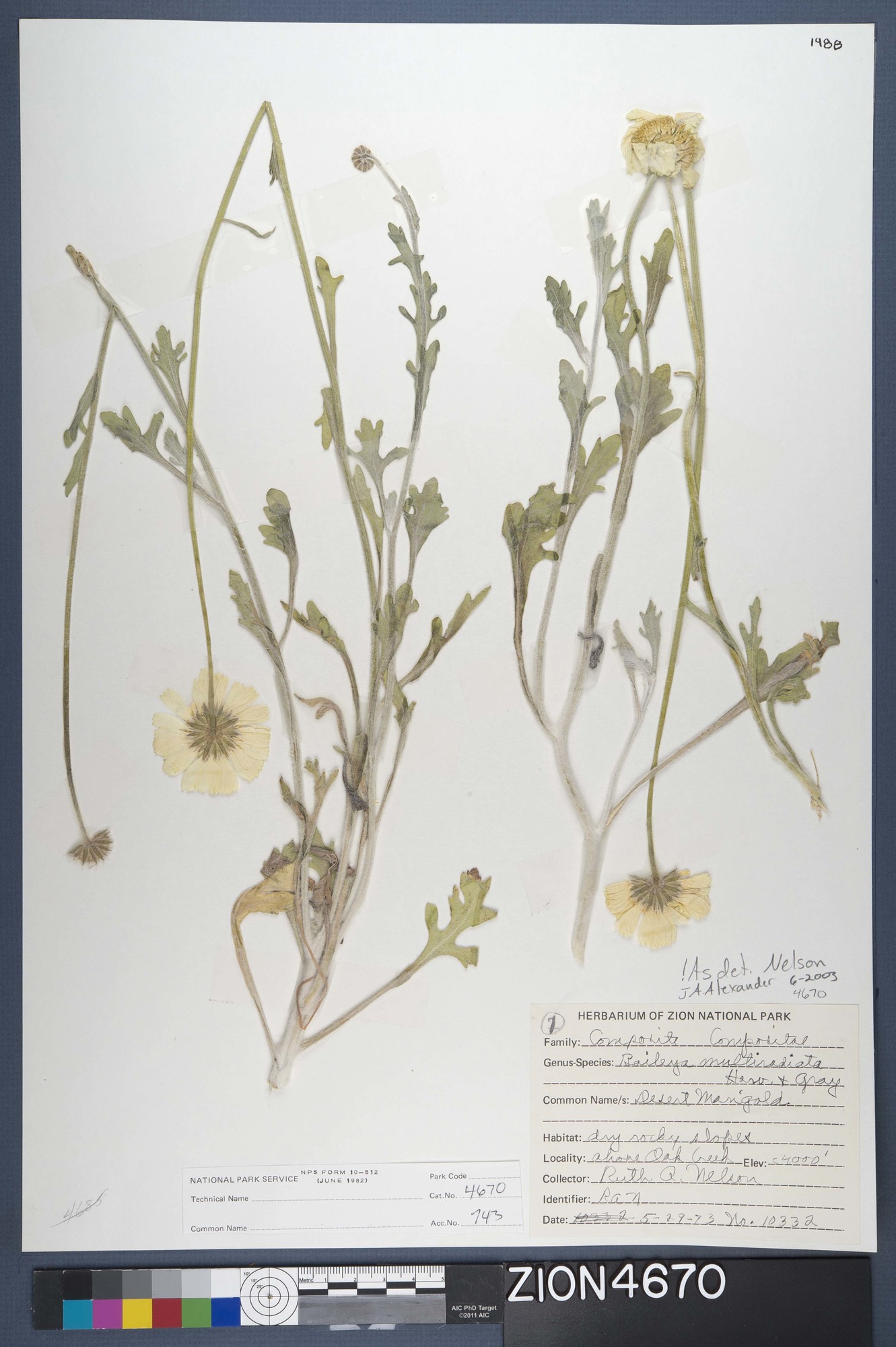Herbarium Specimen Sheet 4670