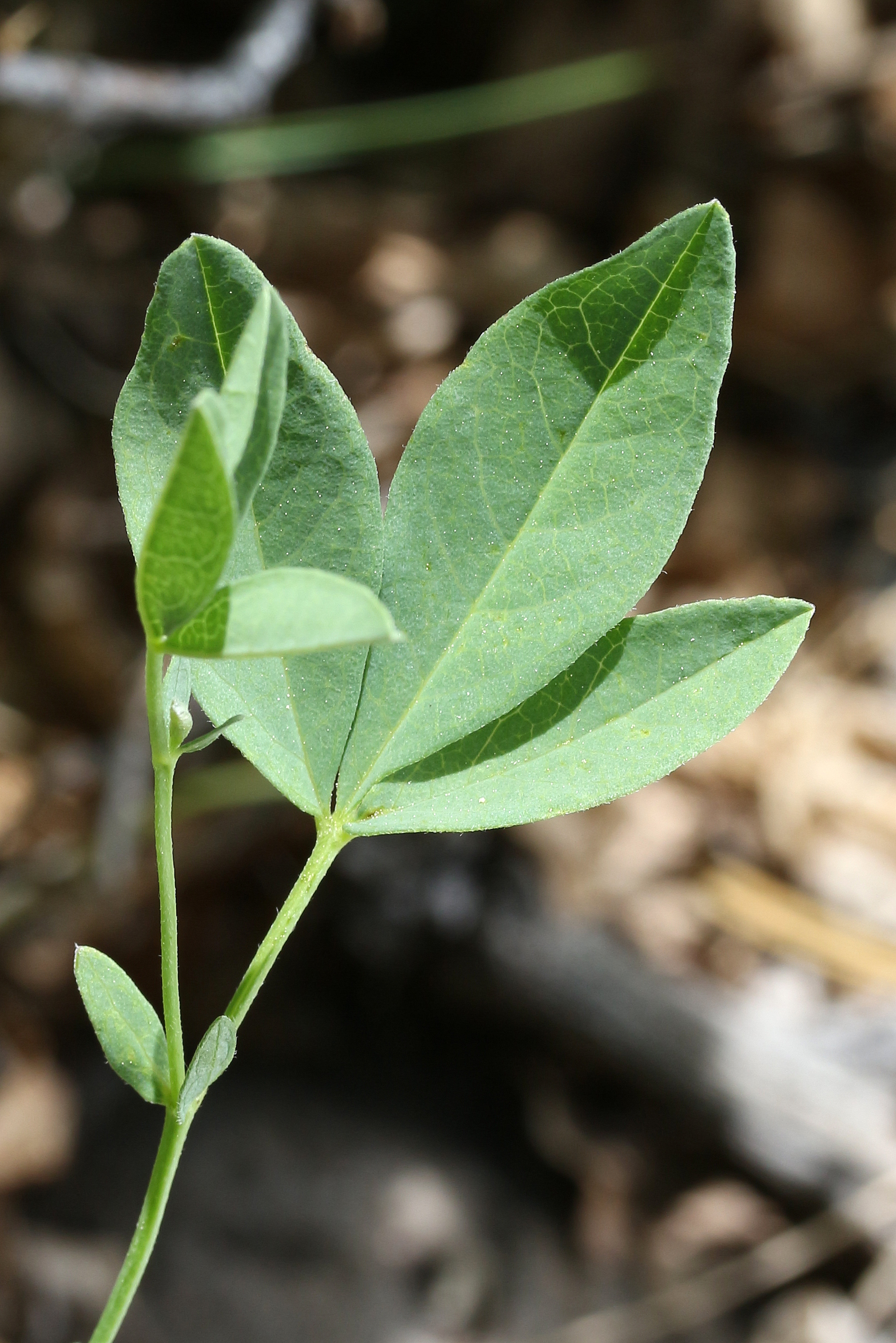 Thermopsis montana, Montane golden pea