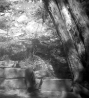 BW Photo of a rock slide in the Grotto area.