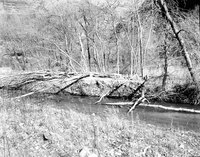 Beaver damage to cottonwood trees, near Angels Landing.