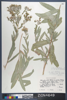 Herbarium Specimen Sheet 4649