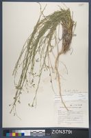 Herbarium Specimen Sheet 3791