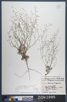 Herbarium Specimen Sheet 2995