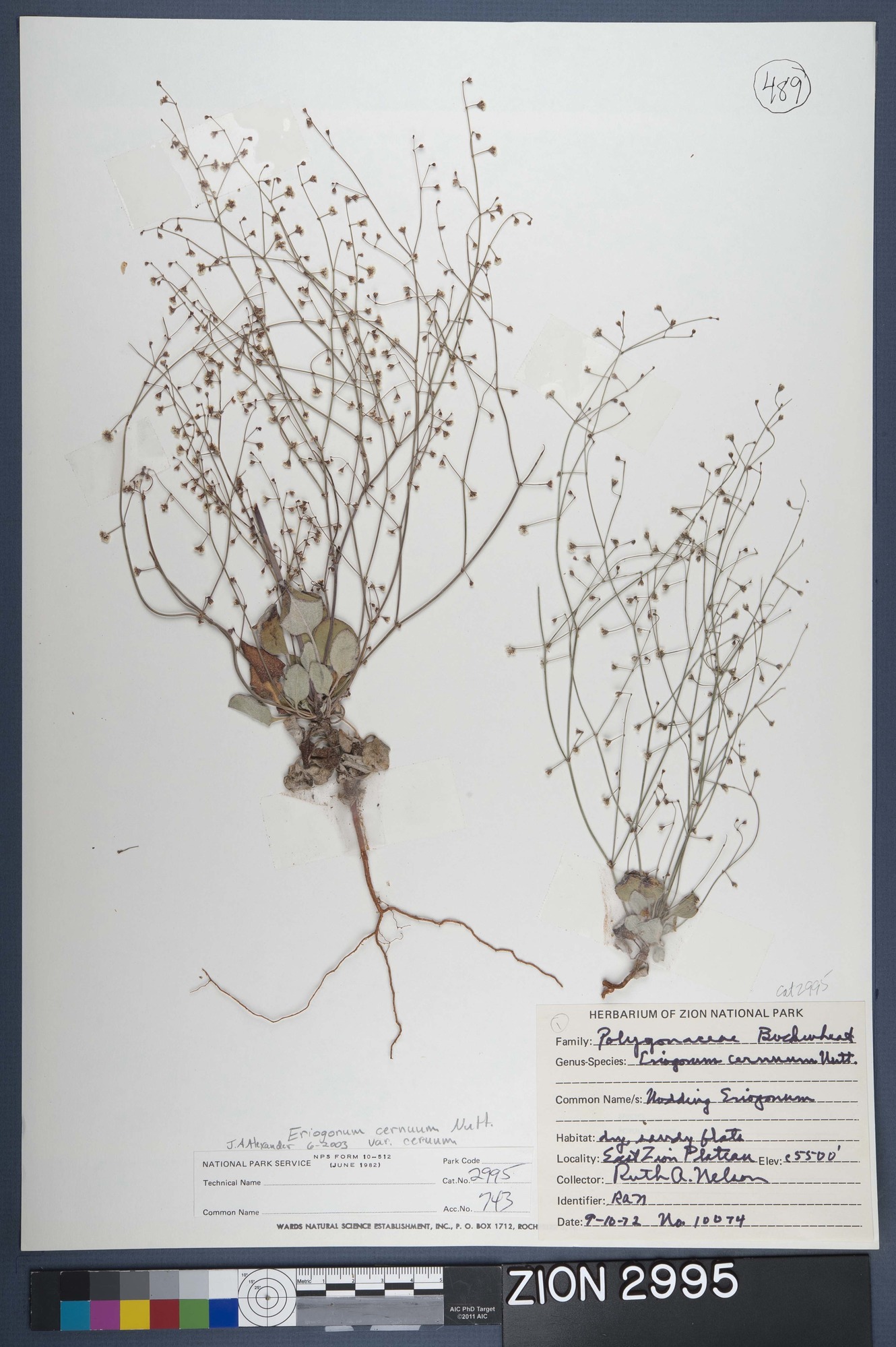 Herbarium Specimen Sheet 2995