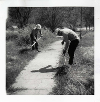 NPS employees clearing and removing brush.