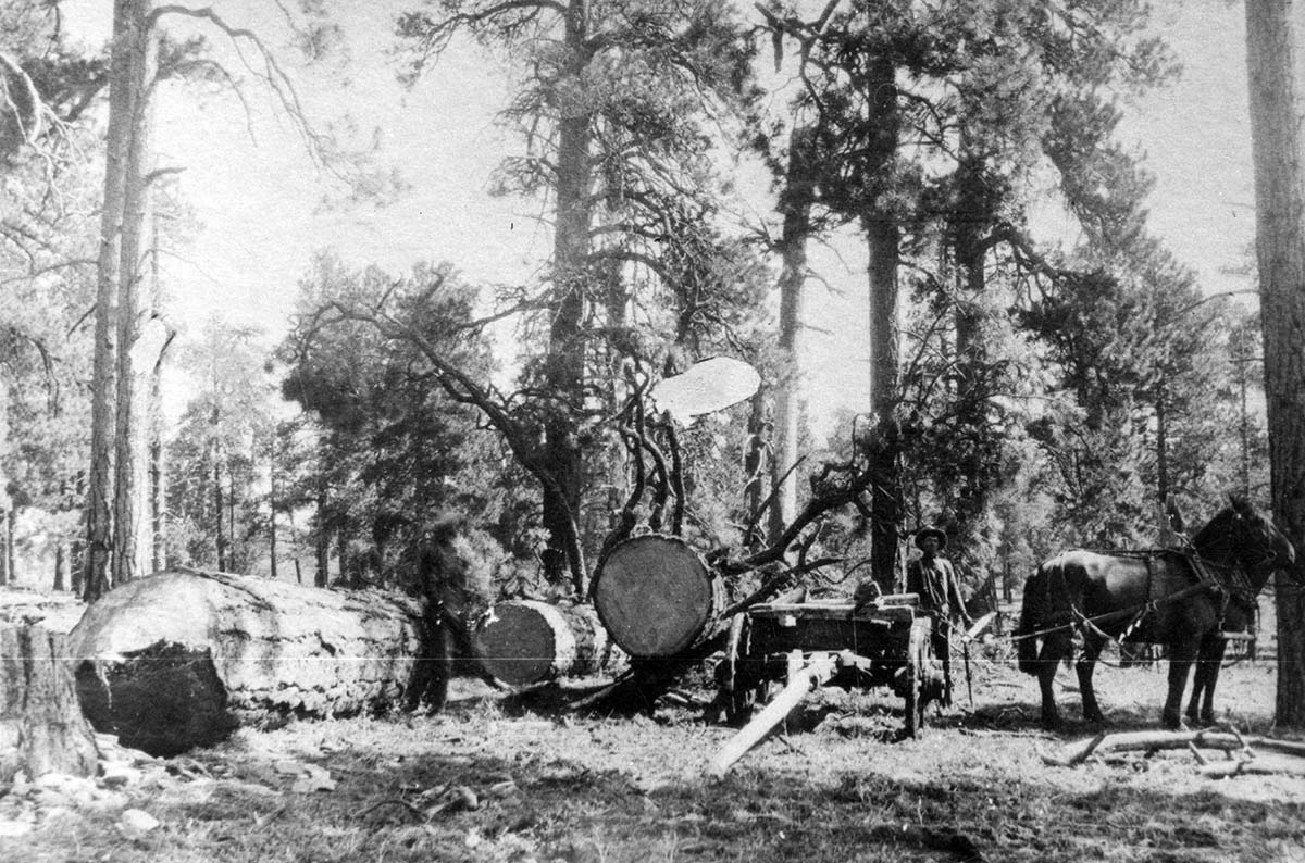 Logging operation on east rim of Zion Canyon. View of Marian Stout with team of horses.