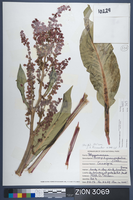 Herbarium Specimen Sheet 3069