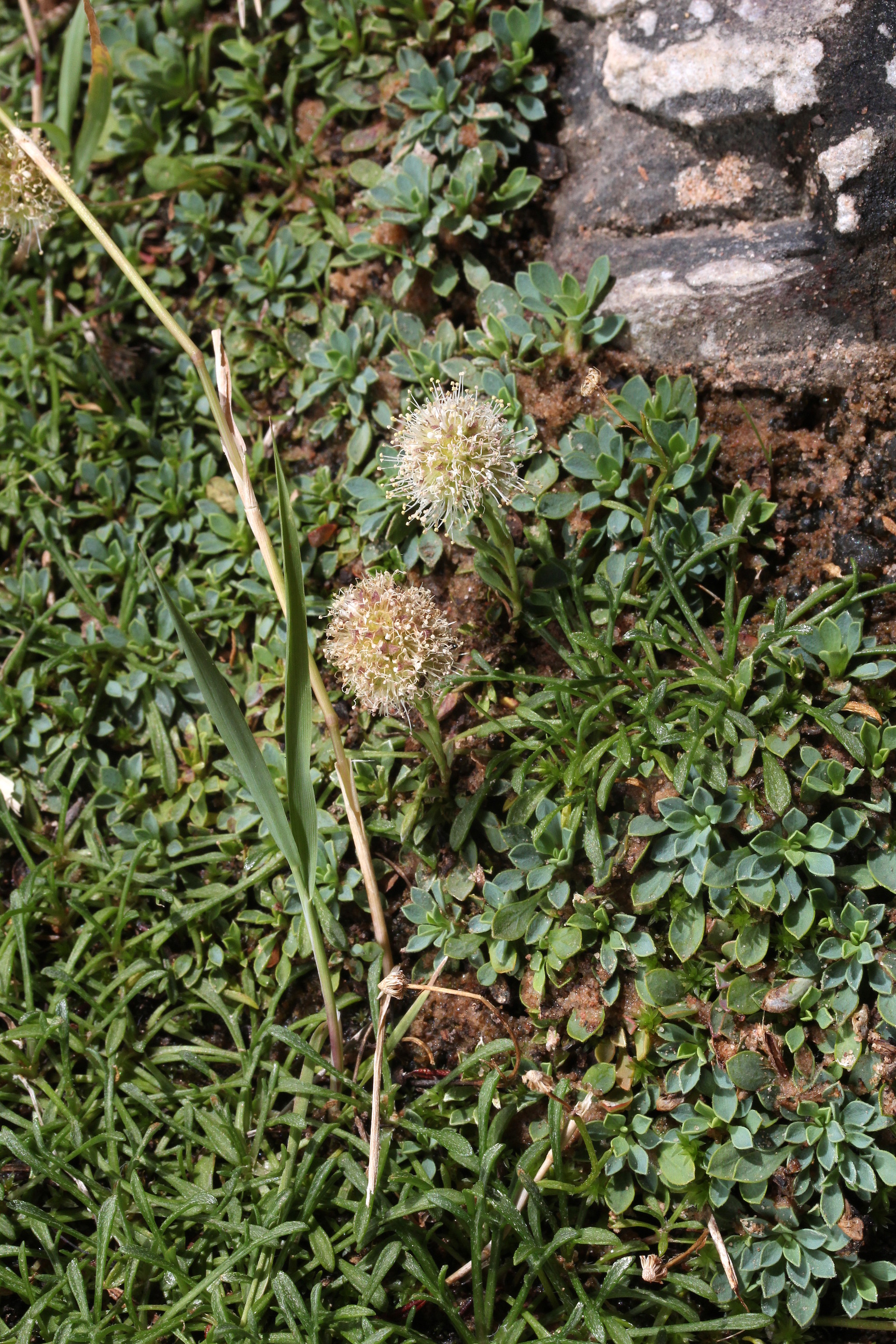 Petrophyton caespitosum, Rock spiraea