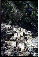 Color Photos of petrified wood. Man standing next to boulder of petrified wood.