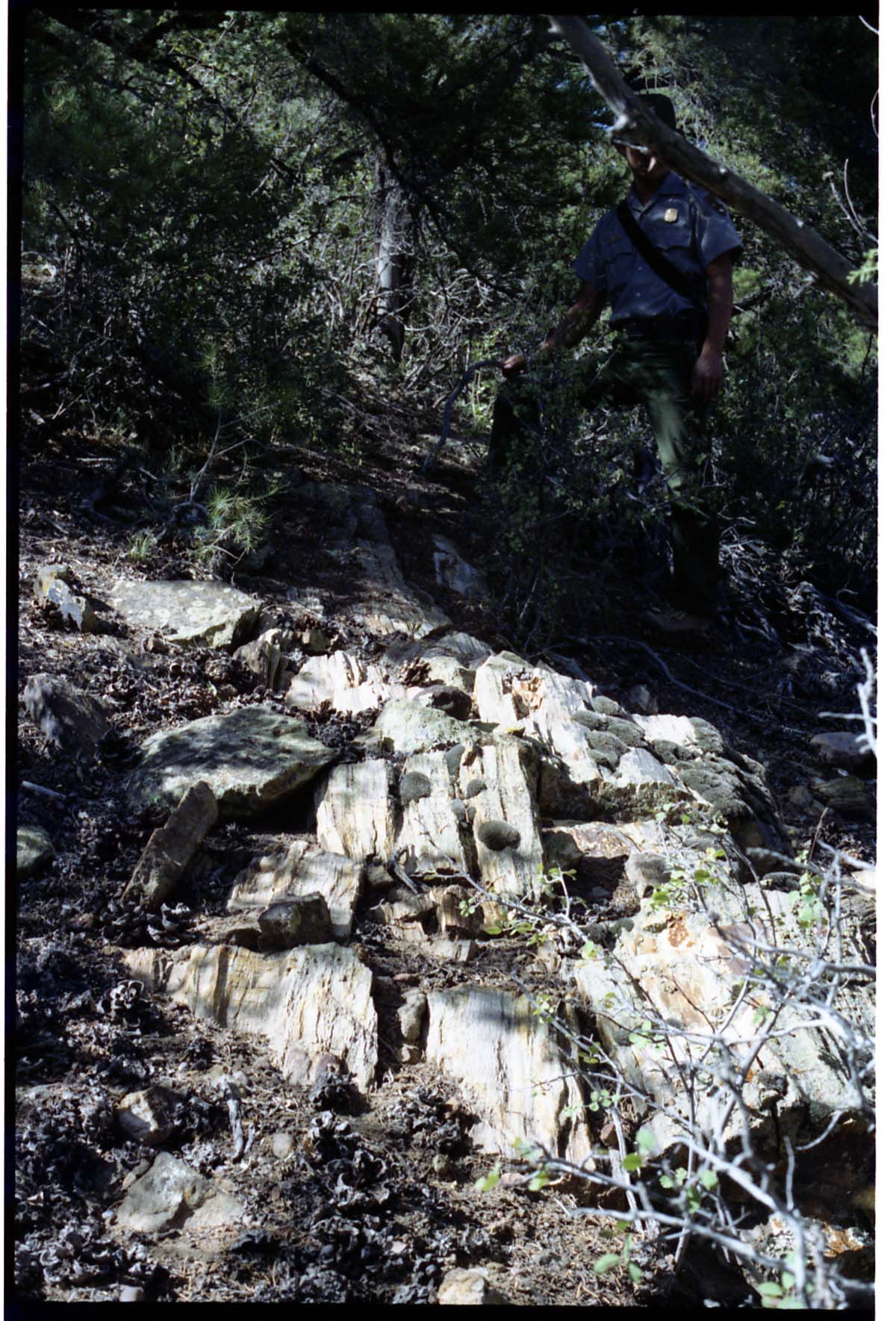 Color Photos of petrified wood. Man standing next to boulder of petrified wood.