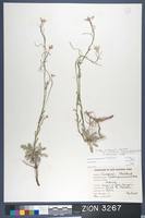 Herbarium Specimen Sheet 3267