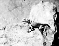 A collared lizard on rock.