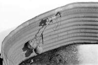 BW photo of the 1937 grazing study 35MM. Water trough.