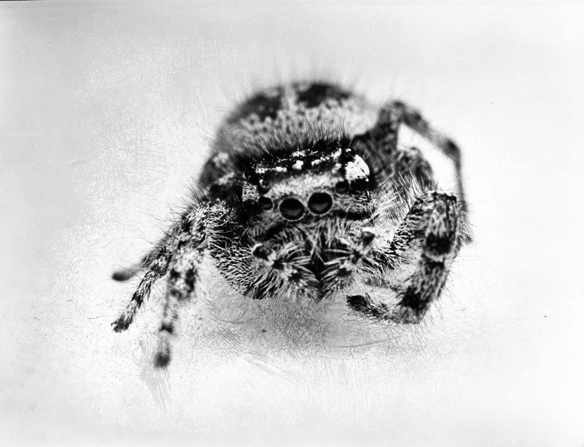 Compound spider eyes. Close-up of spider.