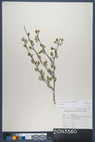 Herbarium Specimen Sheet 3560